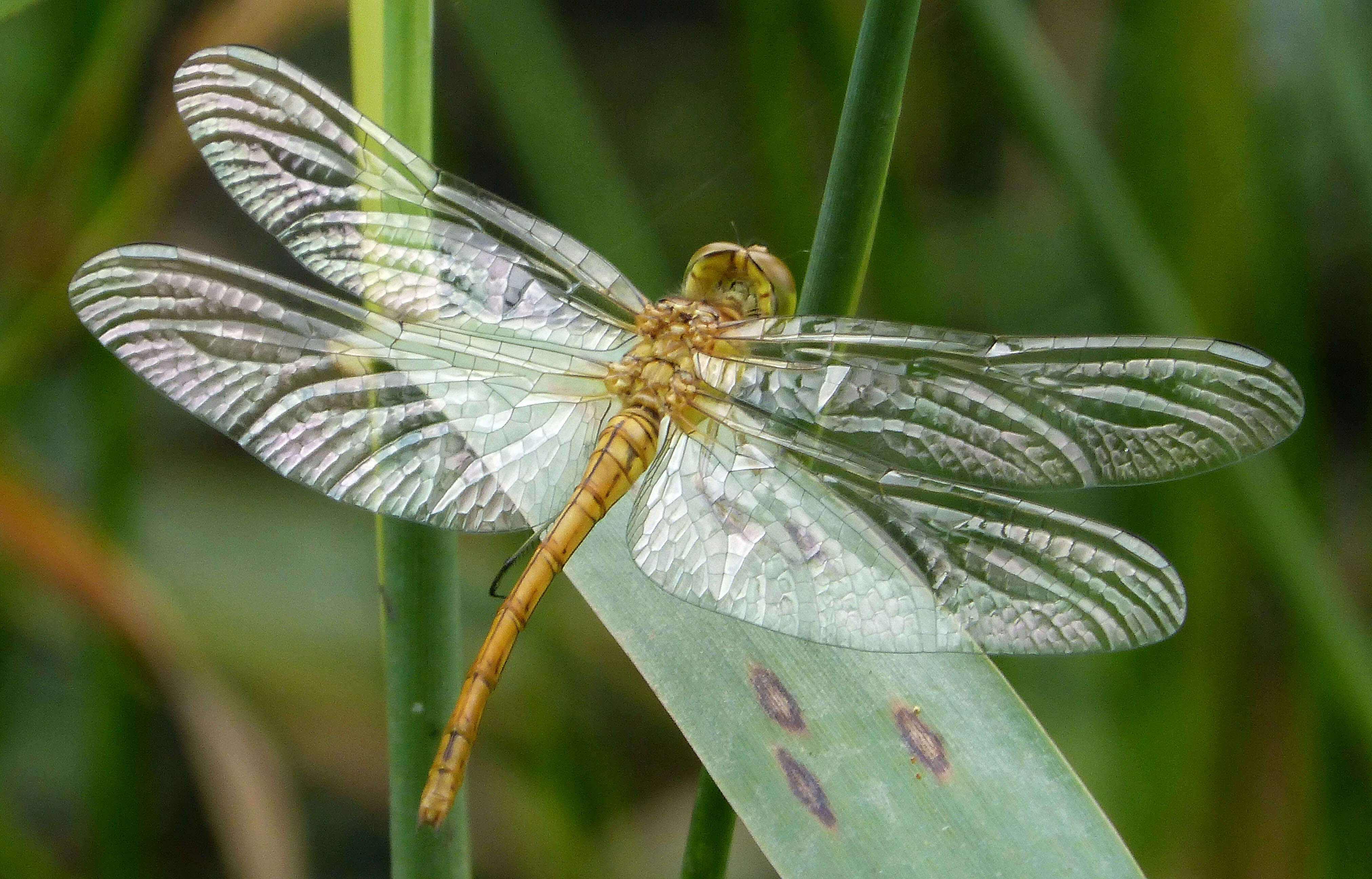 Image of Southern Darter