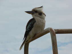 Image of Kookaburra