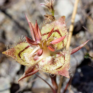 Image of Tiburon mariposa lily