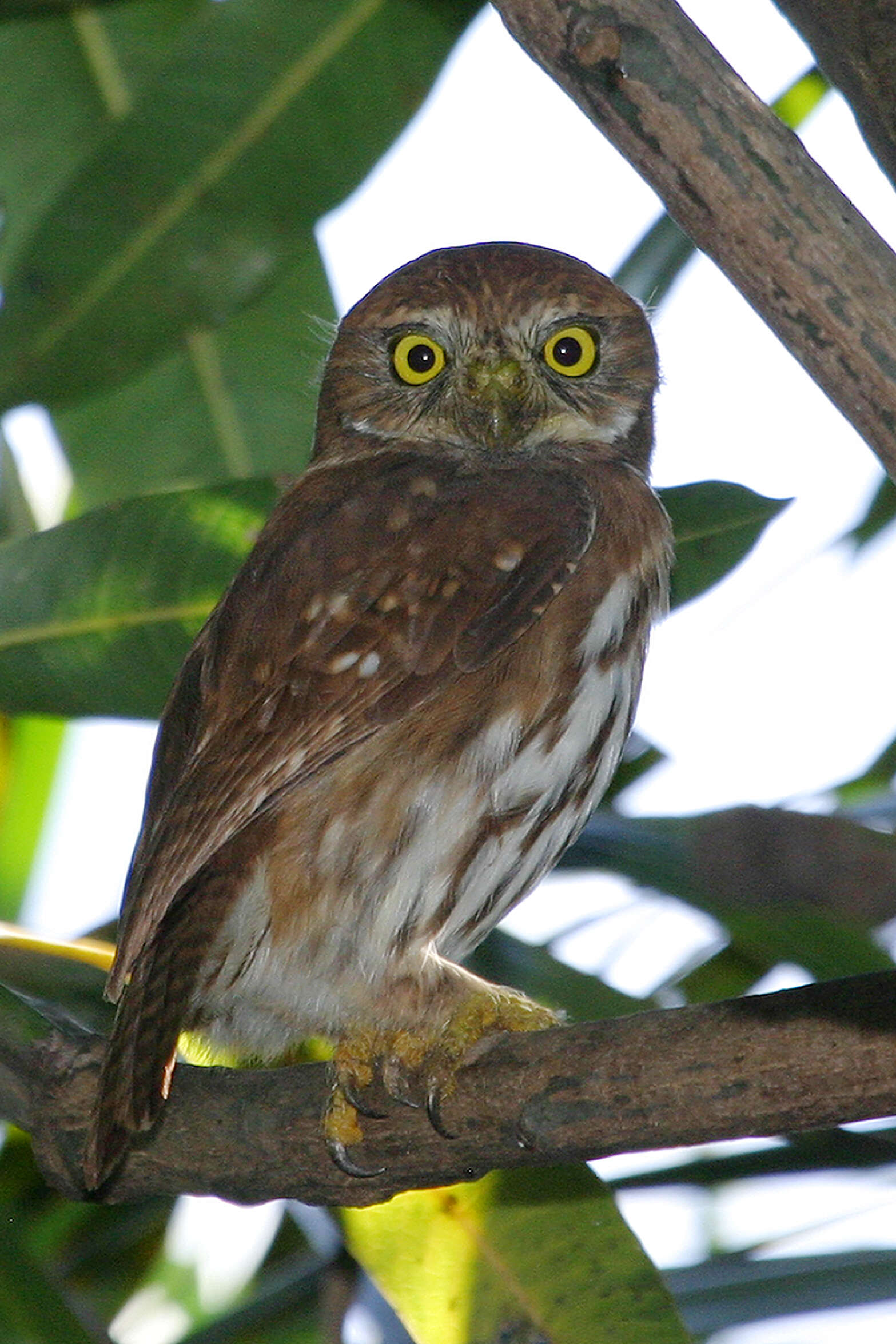 Image of Glaucidium brasilianum ridgewayi