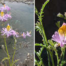 Image of Schizanthus hookeri Gill. ex R. Grah.