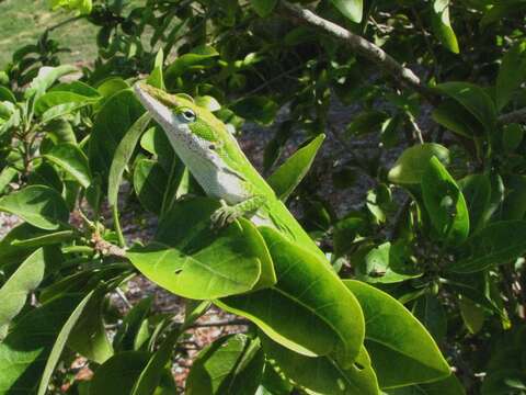 Sivun Anolis carolinensis Voigt 1832 kuva