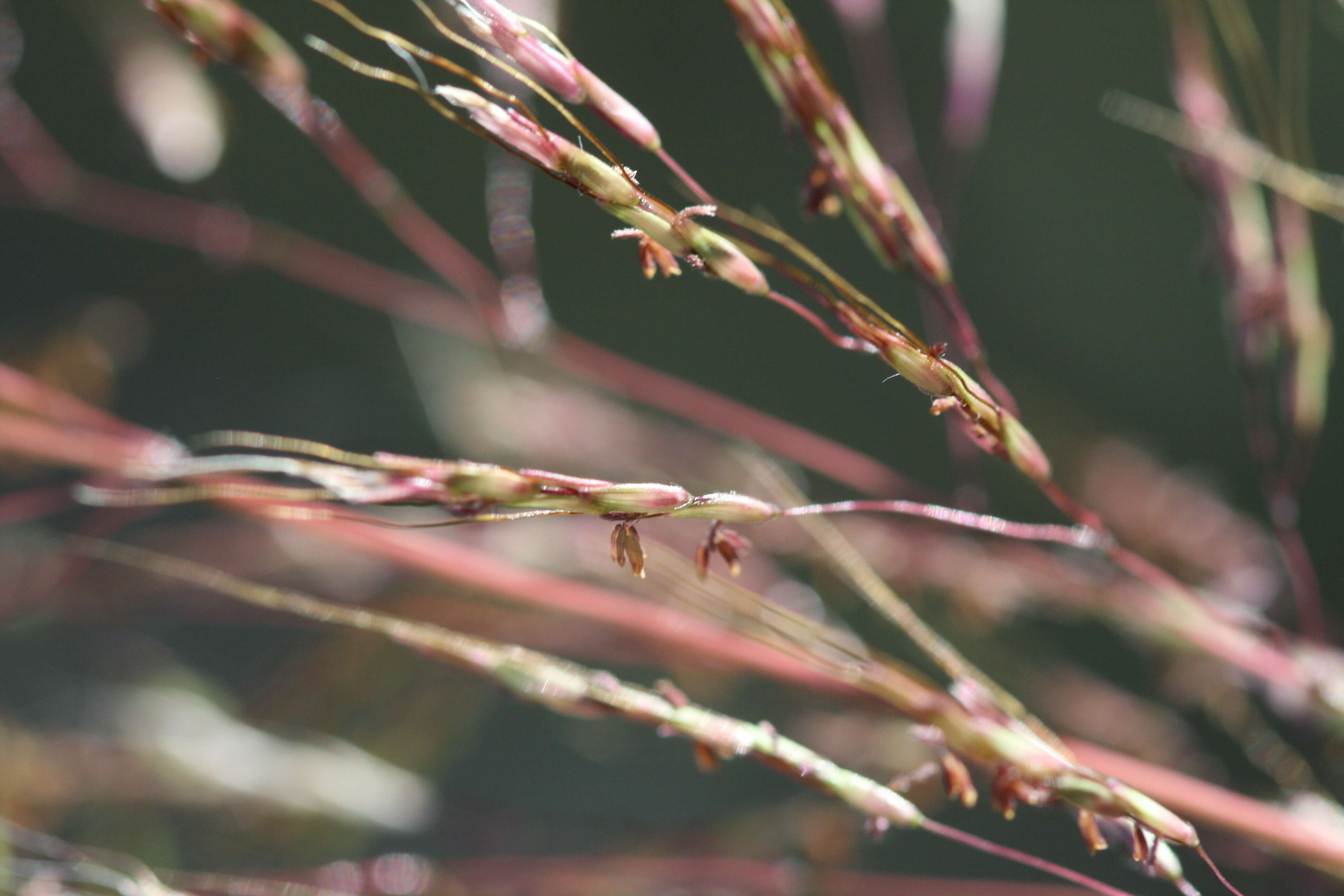 Слика од Capillipedium spicigerum S. T. Blake