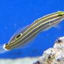 Image of Hector's Goby