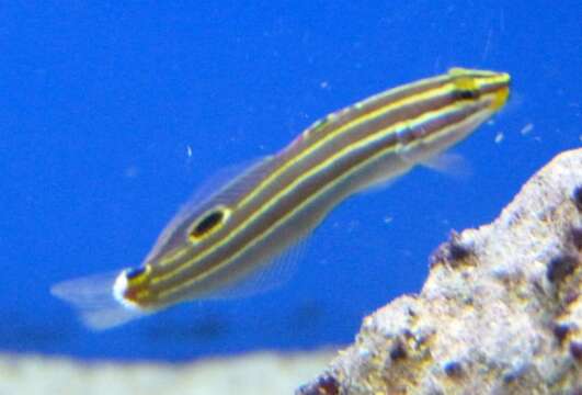 Image of Hector's Goby