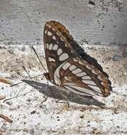 Image of Lorquin's Admiral