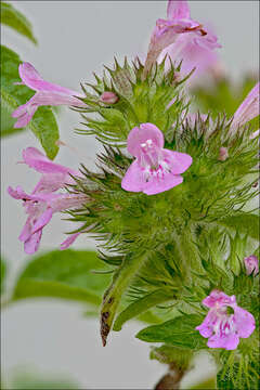 Image of Clinopodium vulgare subsp. vulgare