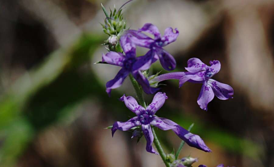 Image of Macomb's ipomopsis