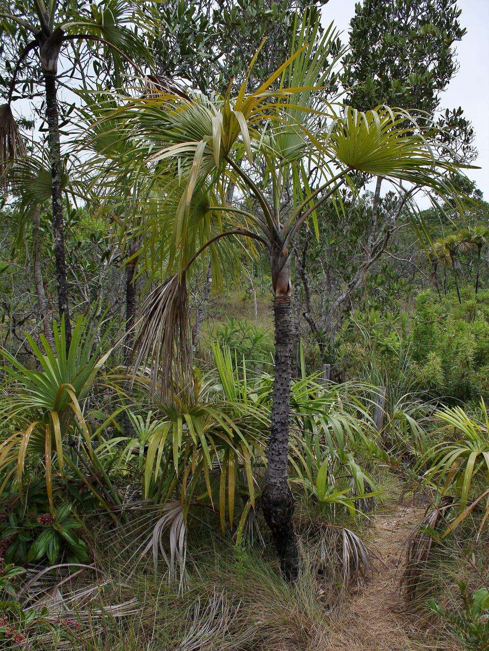 Image de Mauritiella