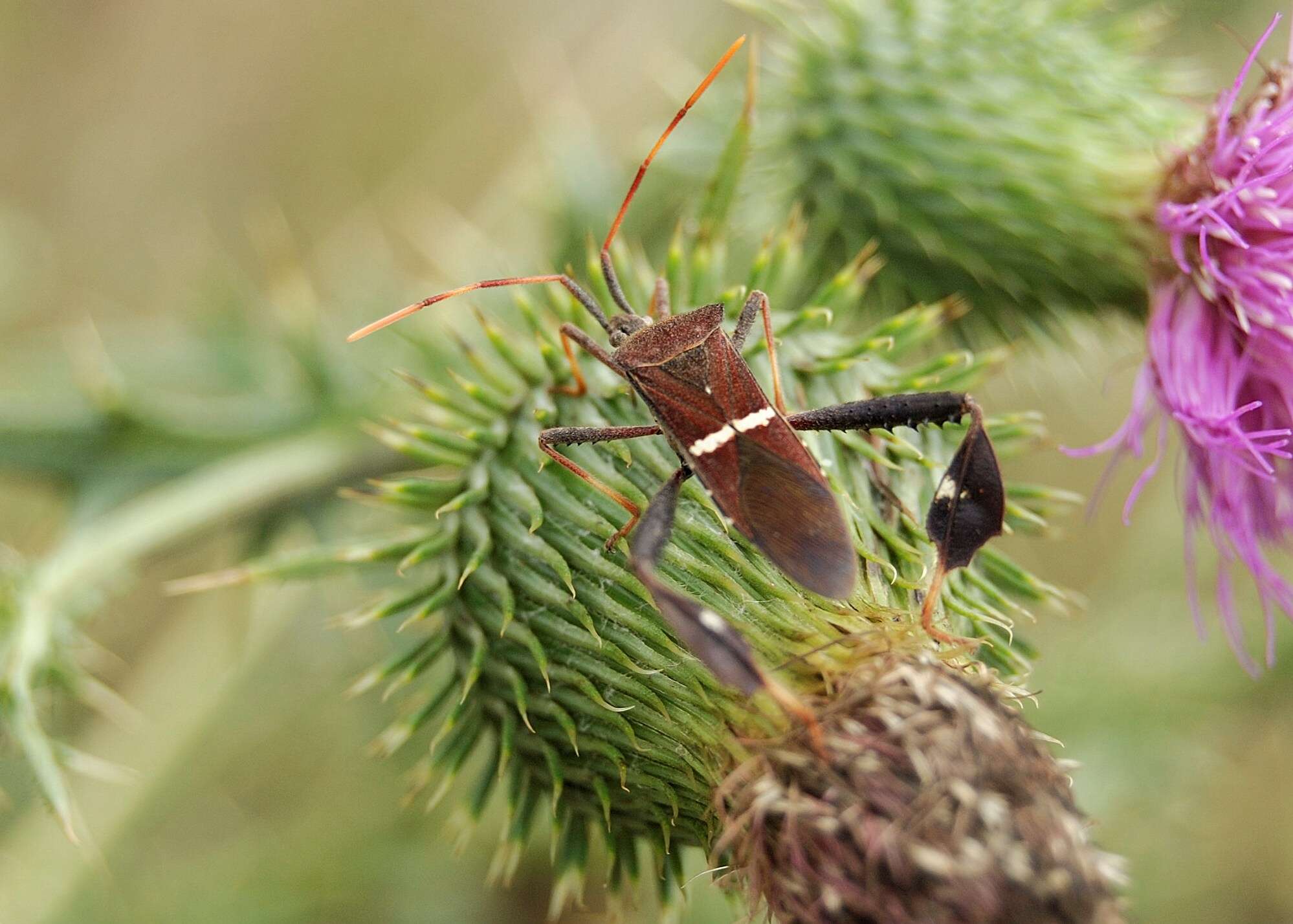 Image of western leaf-footed bug