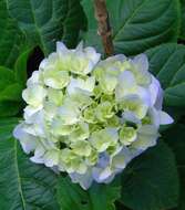 Image of hydrangea