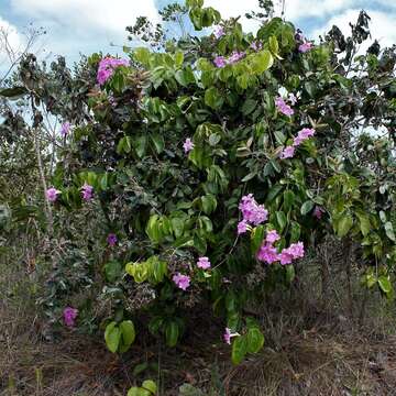 Image of Bignonia corymbosa (Vent.) L. G. Lohmann