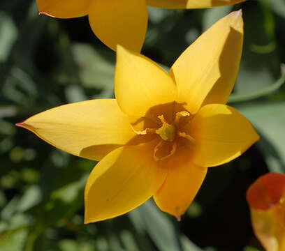 Image of lady tulip