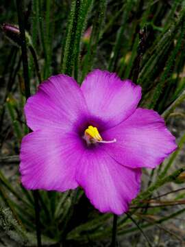 Image of rainbow plant