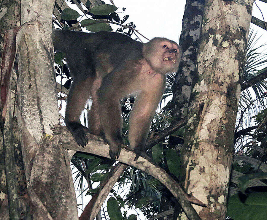 Image of "monkeys, apes, and tarsiers"
