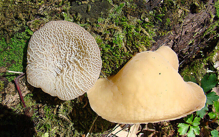 Image of Auricularia delicata (Mont. ex Fr.) Henn. 1893