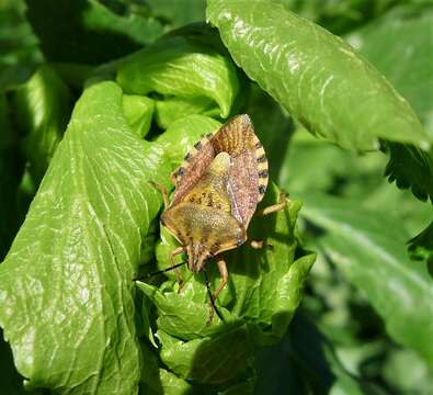 Image of Carpocoris