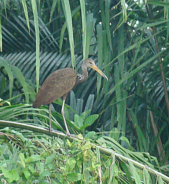 Image of limpkins