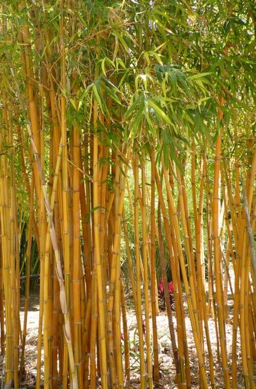 Image of bamboo