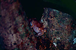 Image of Ornate Frog