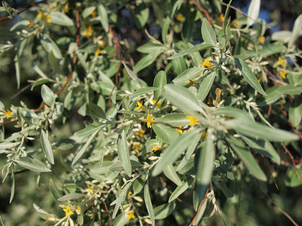 Image of Russian olive