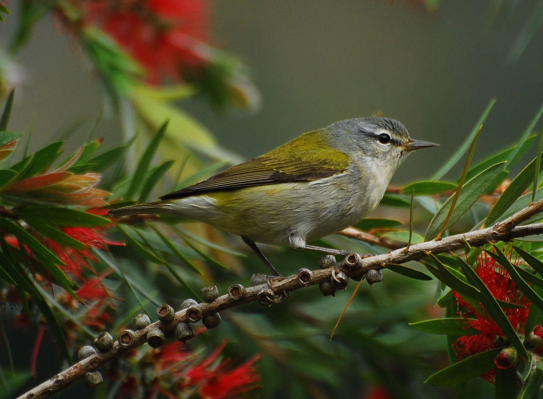 Image of Oreothlypis peregrina