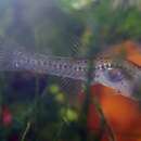 Image of Glass goby