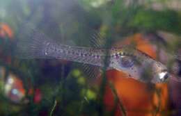 Image of Glass goby