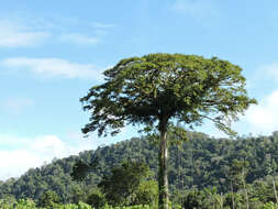 Image de Ceiba