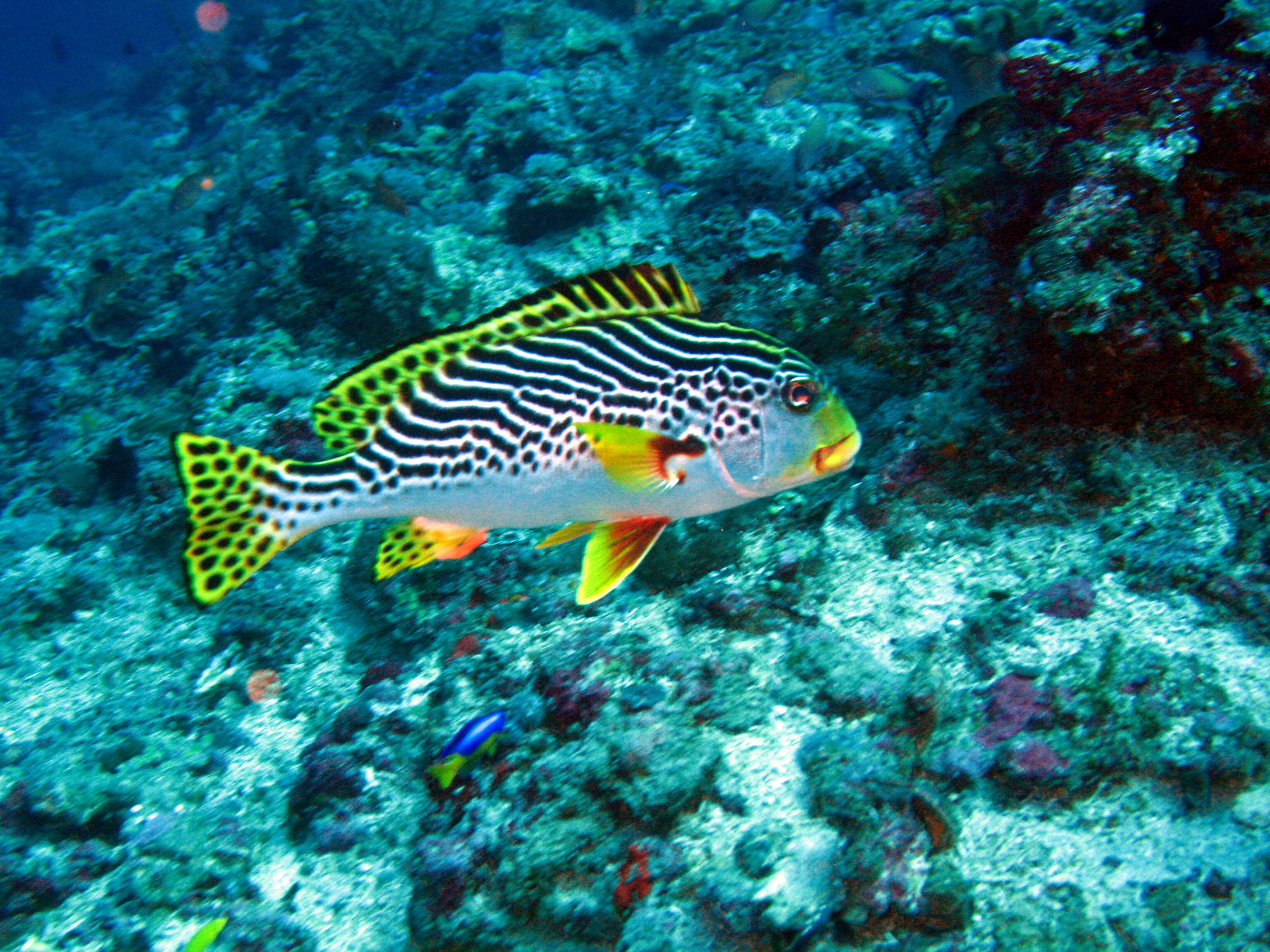 Image of Diagonal banded sweetlips