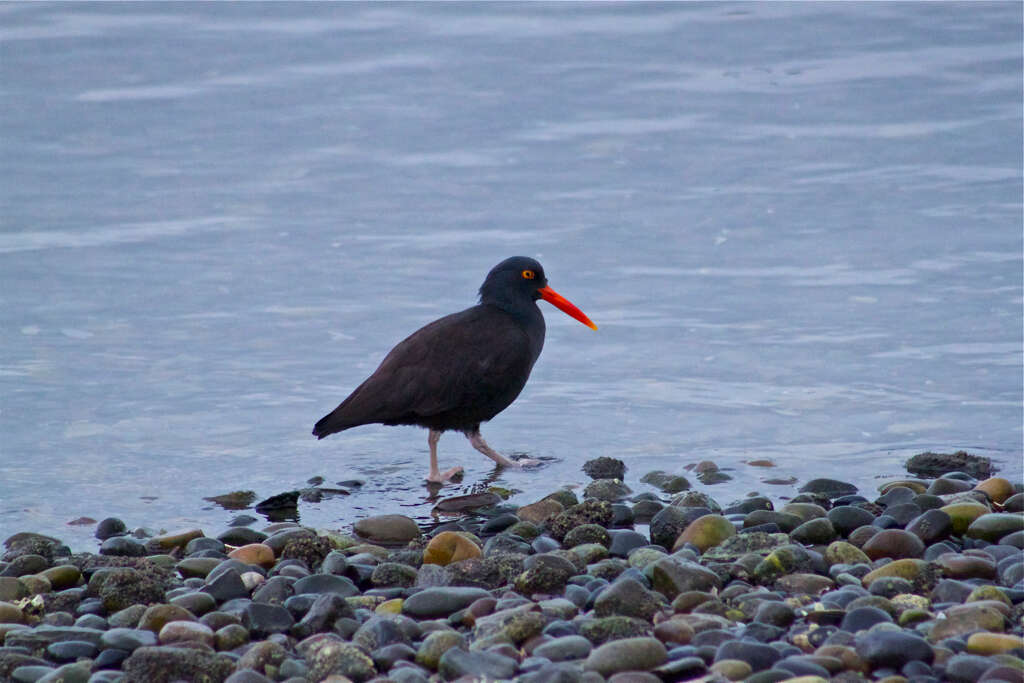 Image of oystercatchers