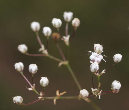 Image de Gypsophila paniculata L.