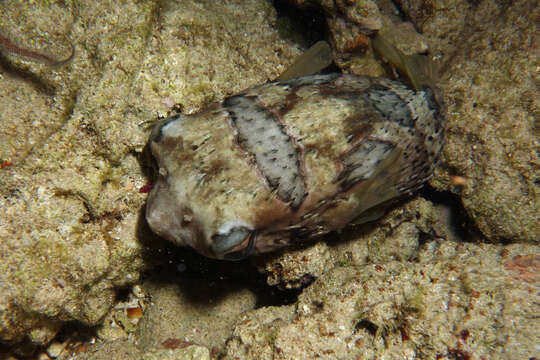 Image of Porcupinefish