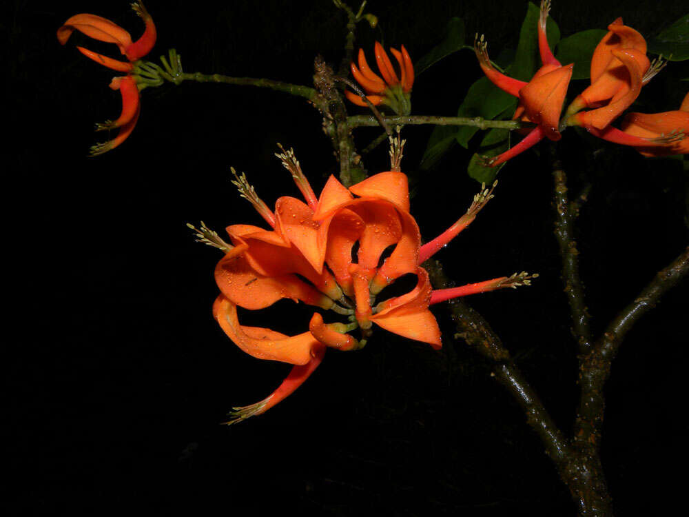 Plancia ëd Erythrina poeppigiana (Walp.) O. F. Cook