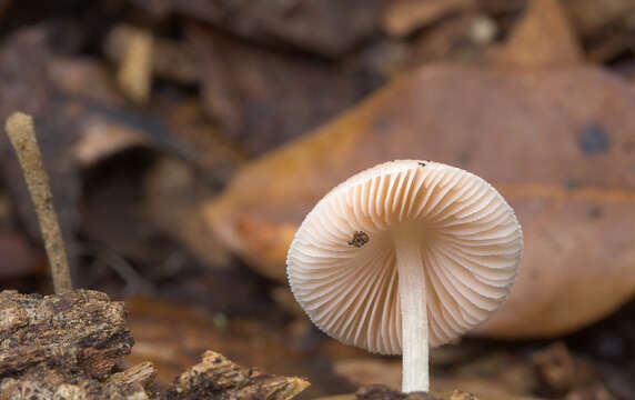 Pluteus plautus (Weinm.) Gillet 1876 resmi