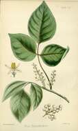 Image de Toxicodendron