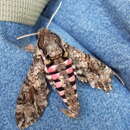 Image of Pink-spotted Hawkmoth