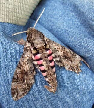 Image of Pink-spotted Hawkmoth