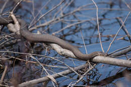 Image of Lake Erie Water Snake