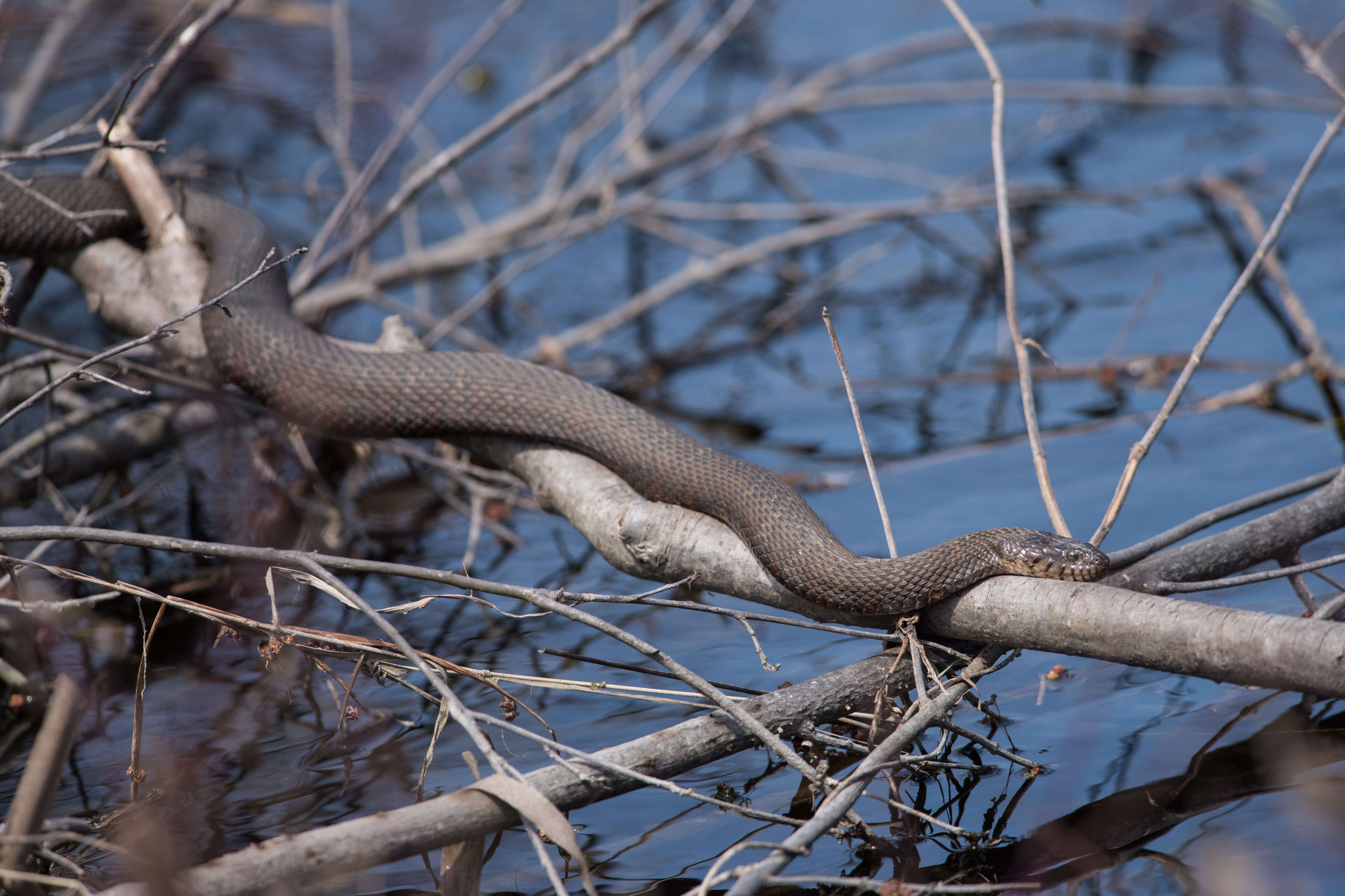 Image of Lake Erie Water Snake