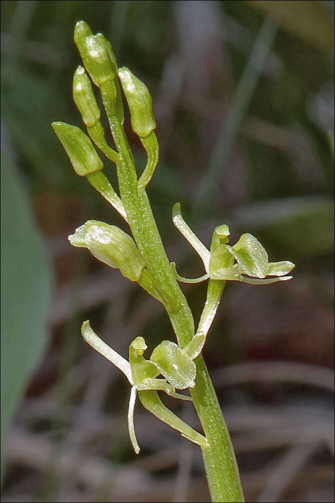 Image de Liparis de Loesel