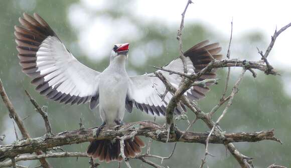 Image of Halcyon senegalensis cyanoleuca (Vieillot 1818)