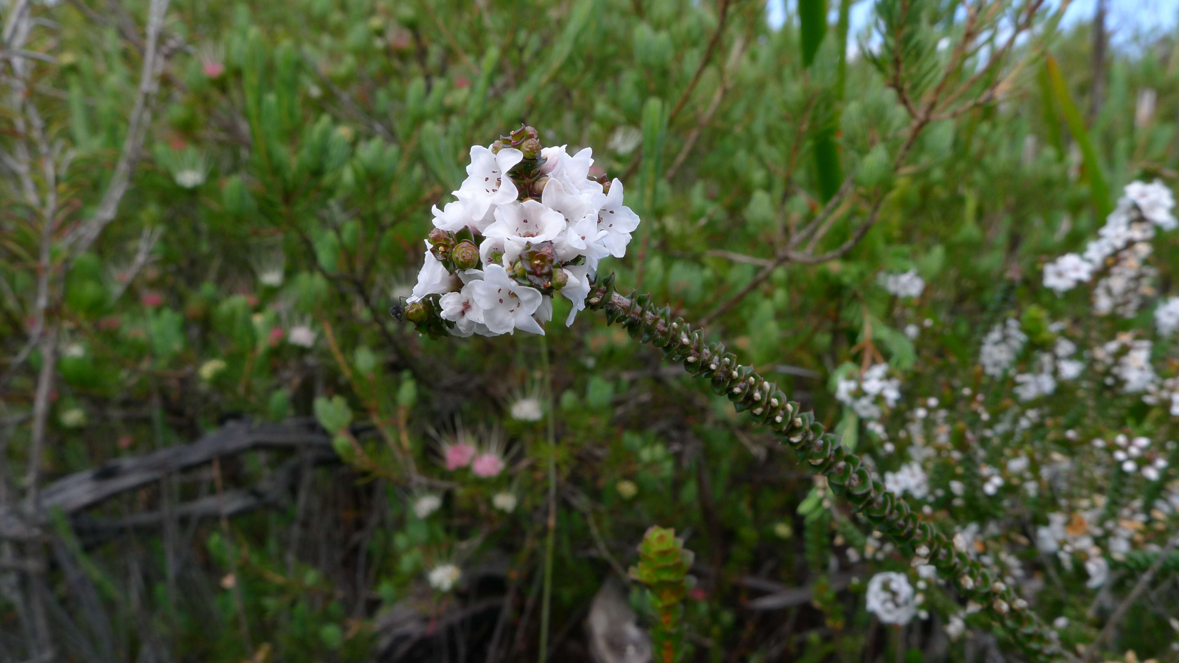 Sivun Epacris microphylla R. Br. kuva