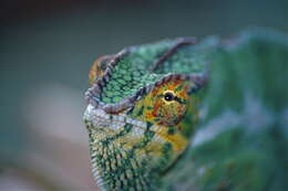 Image of Malagasy chameleons