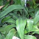 Image of Aspidistra subrotata Y. Wan & C. C. Huang