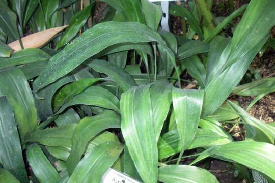 Image of Aspidistra subrotata Y. Wan & C. C. Huang