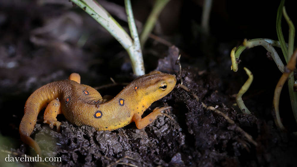 Image of Notophthalmus viridescens viridescens