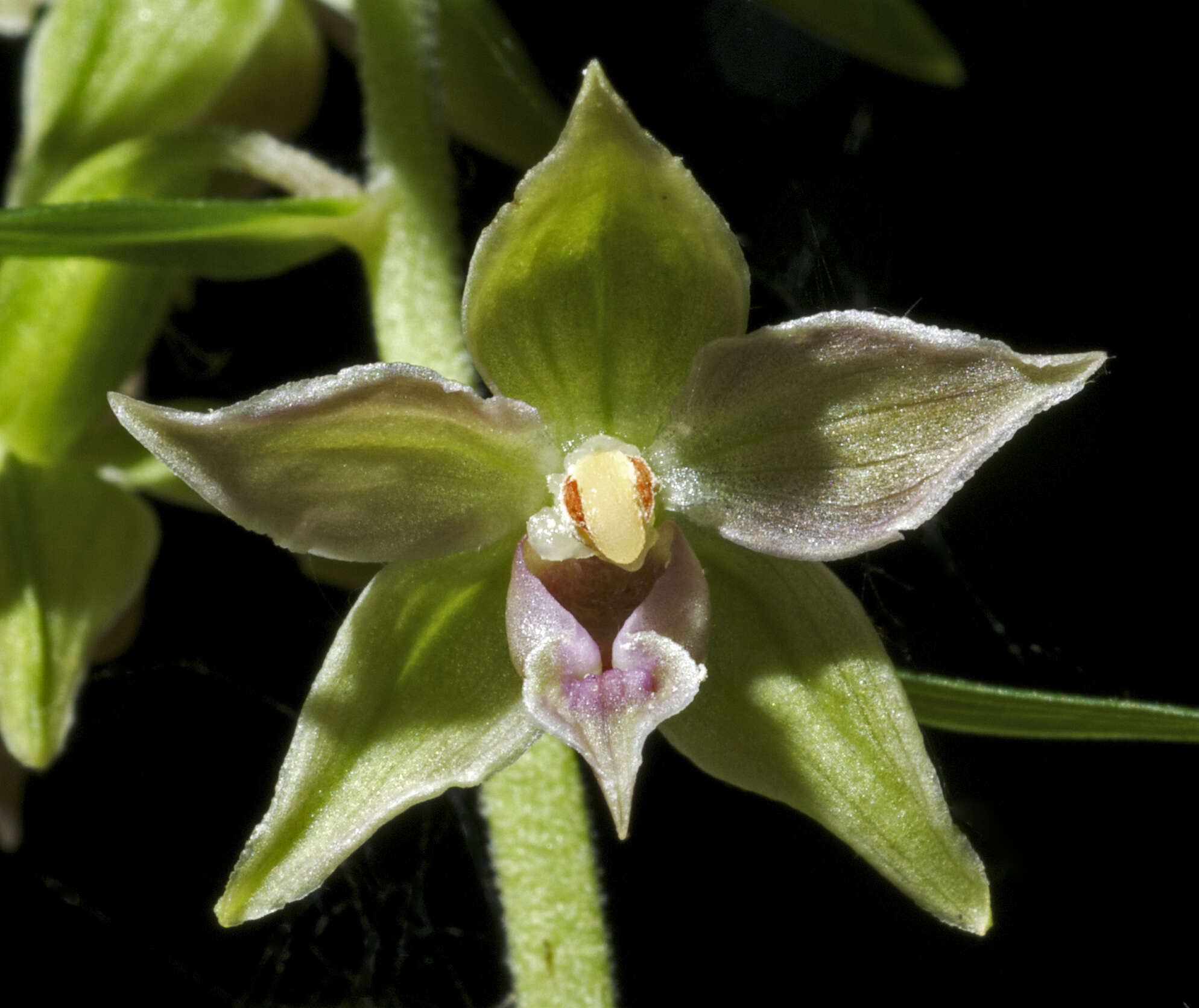 Image of Helleborine