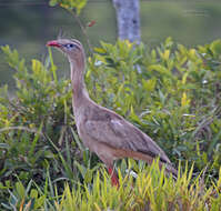 Image of Cariamiformes