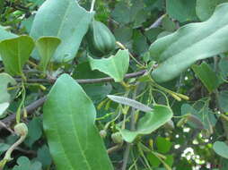 Image of Aristolochia indica L.